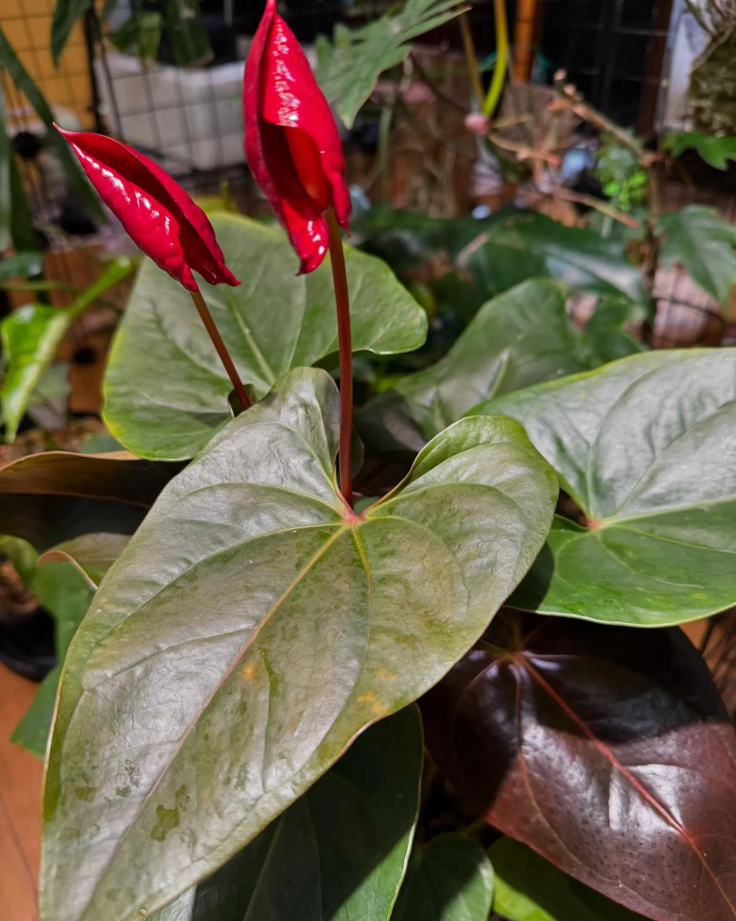 原種系やそのハイブリッドのアンスリウムが好きですが、花アンス...